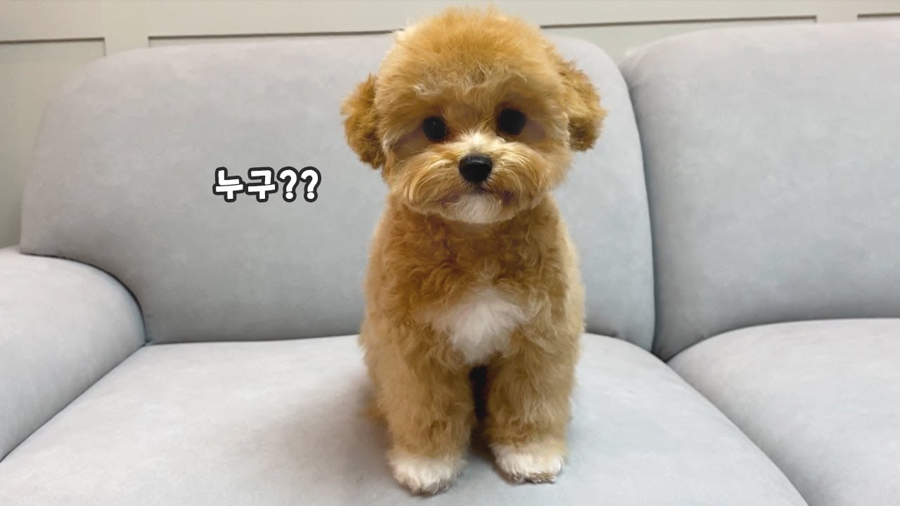 Щенок Самсун впервые ухаживал за шерстью ~ ❤