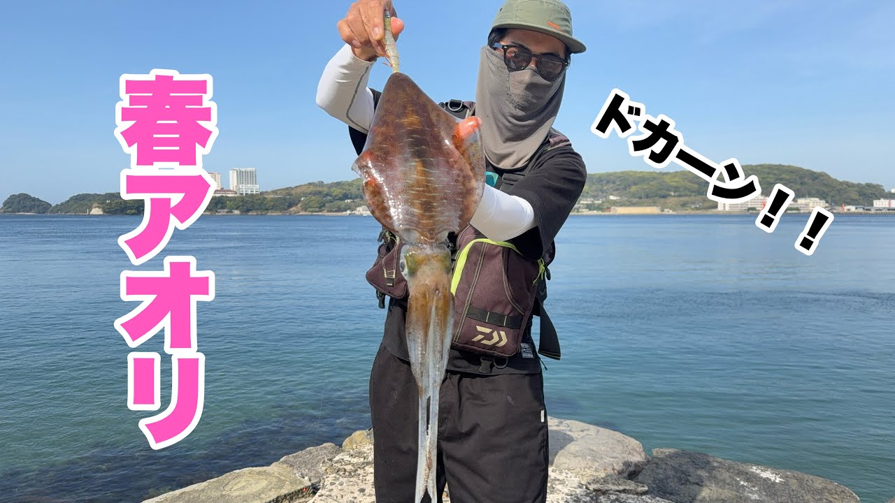 【エギング】今年も春イカ開幕！！必殺のエギで良型アオリを釣り上げた！
