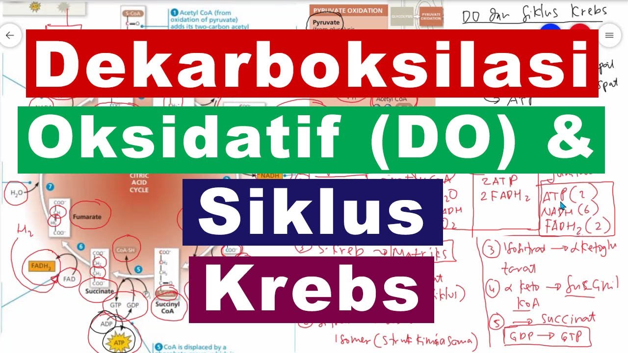 Sikluk Krebs dan Dekarboksilasi Oksidatif Respirasi Aerob Katabolisme Karbohidrat