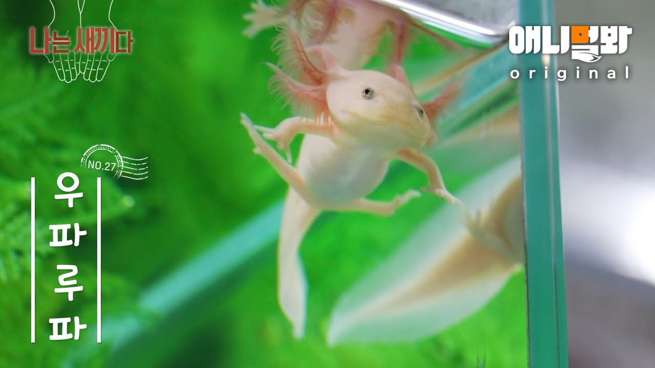 Я 47-дневный щенок вупарупы [Посмотрите на животное, я ребенок нет. 27]