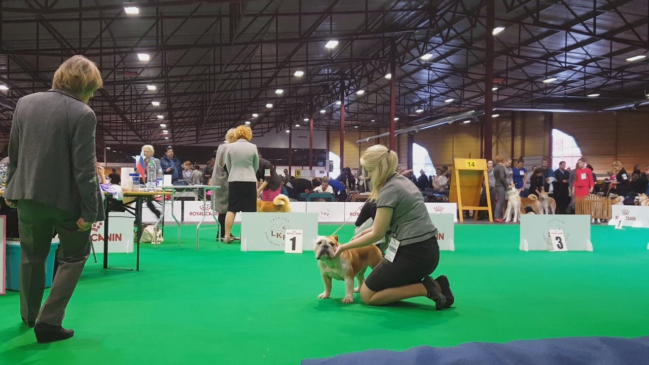АНГЛИЙСКИЙ БУЛЬДОГ, выставка собак ZooExpo. BULLDOG. Baltic Winner 2016 CACIB Dog Show