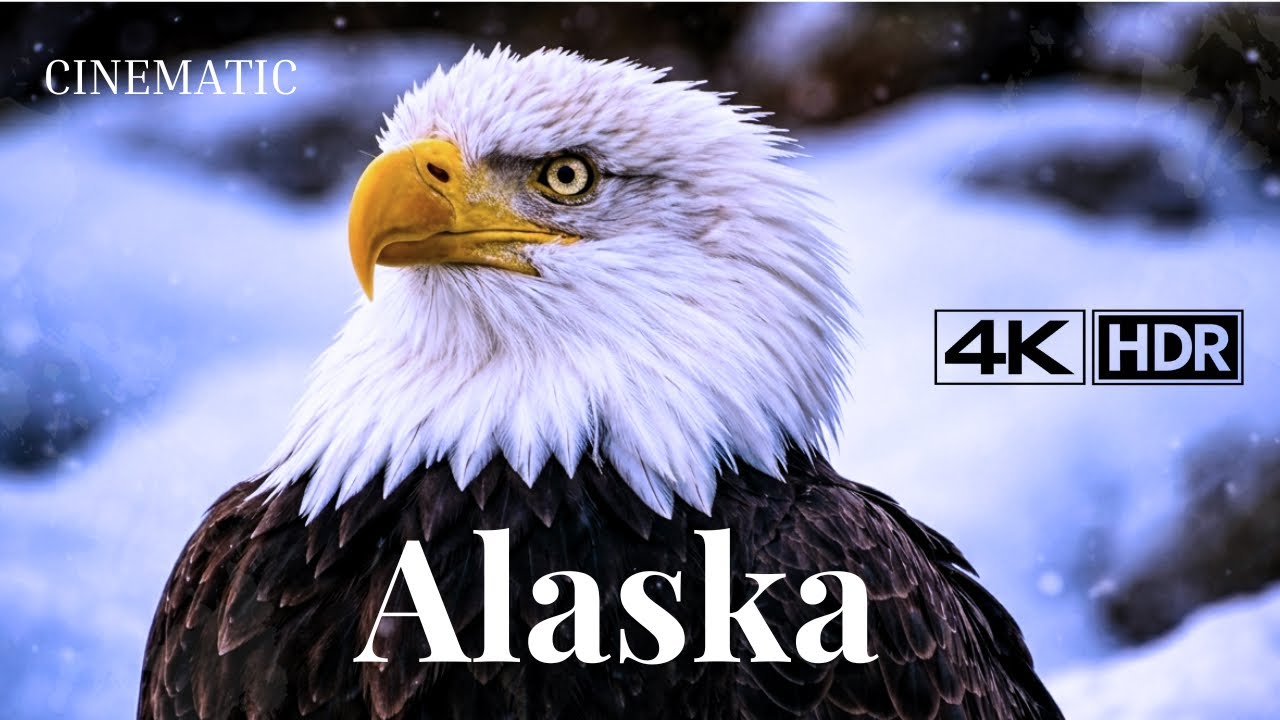 Wild beauty of Alaska : Beautiful Animals 4k high Quality