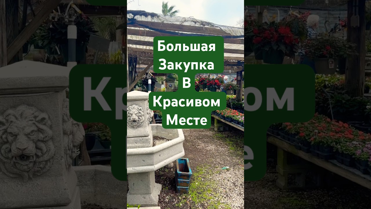Закупка растений удалась #юлияпетрова #обзор