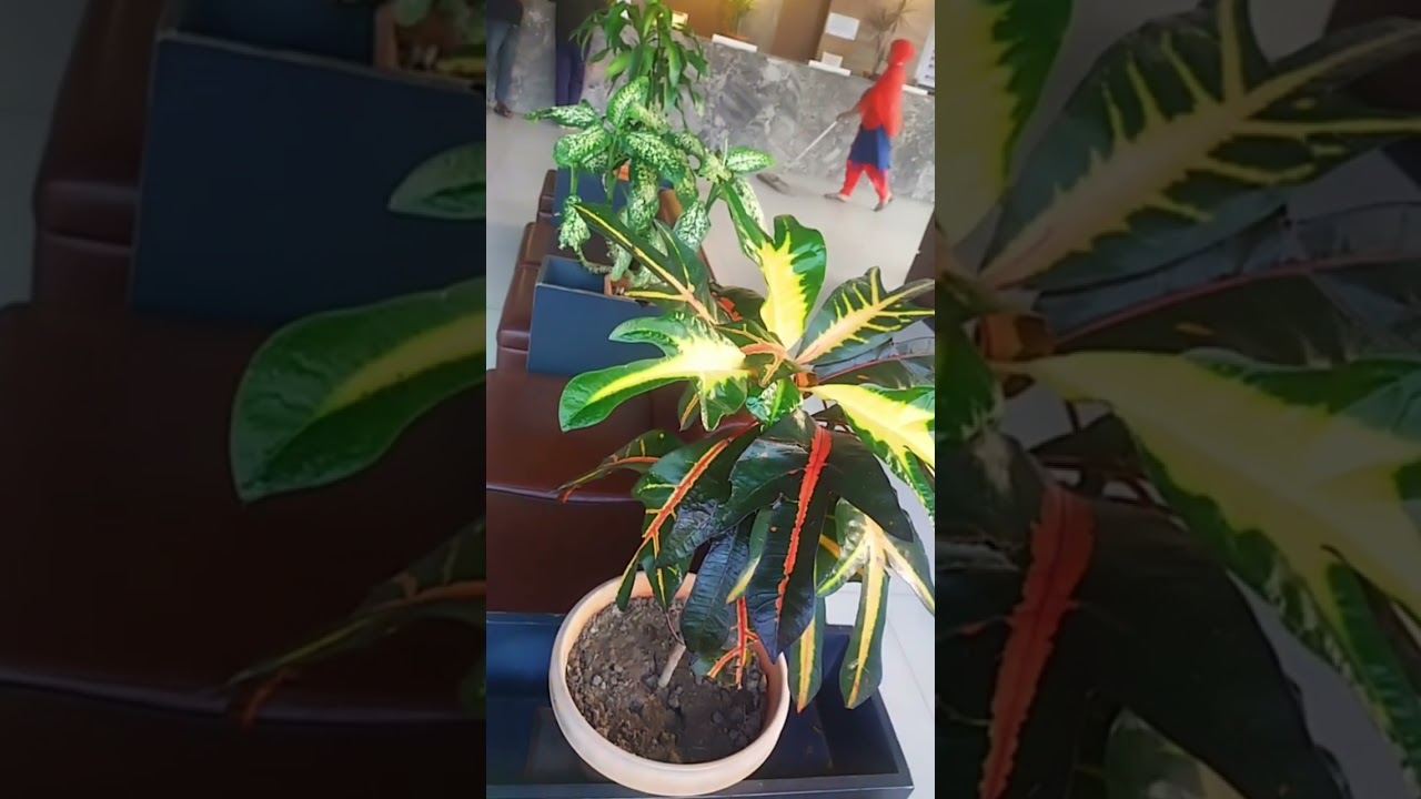 আল্লাহ এই চারটি নাম প্রতিদিন পরবেন জীবন বদলে যাবে আপনার 