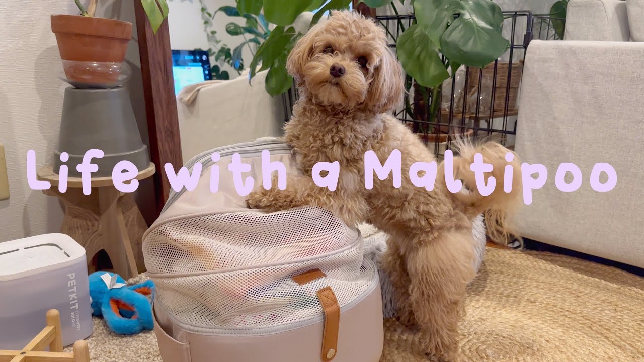 Life with a Maltipoo 🧸🤎 Spring days 🌧️🌸 Emergency bag 🐶🎒⛑️