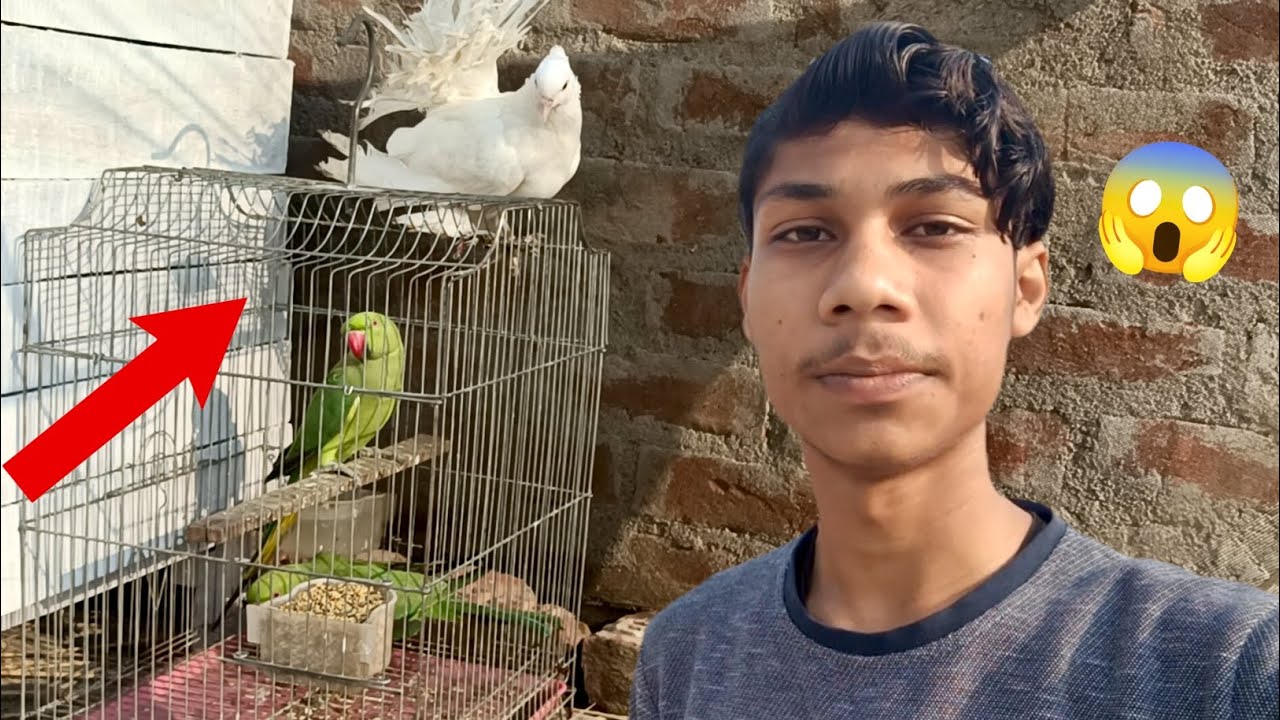 Green Parrot Ki Dosti Kabootar Se Lg Gyi 😂