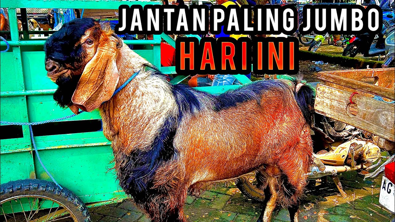 Update Harga Kambing hari ini di Pasar Hewan Wlingi-Blitar. Kamis, 09 April 2026.