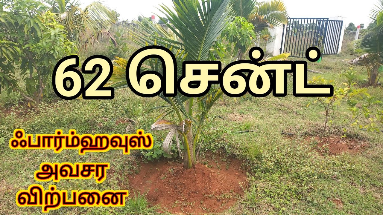 🌴62 Cent FarmLand பிரித்து தரப்படும் ✅️💯 Pure RedSoil Land ❤️🔥Bore Service #farmland #farmhouse#agri
