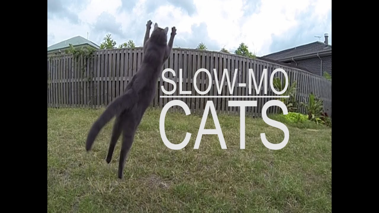 Gopro Hero3 240fps Slow motion cats test