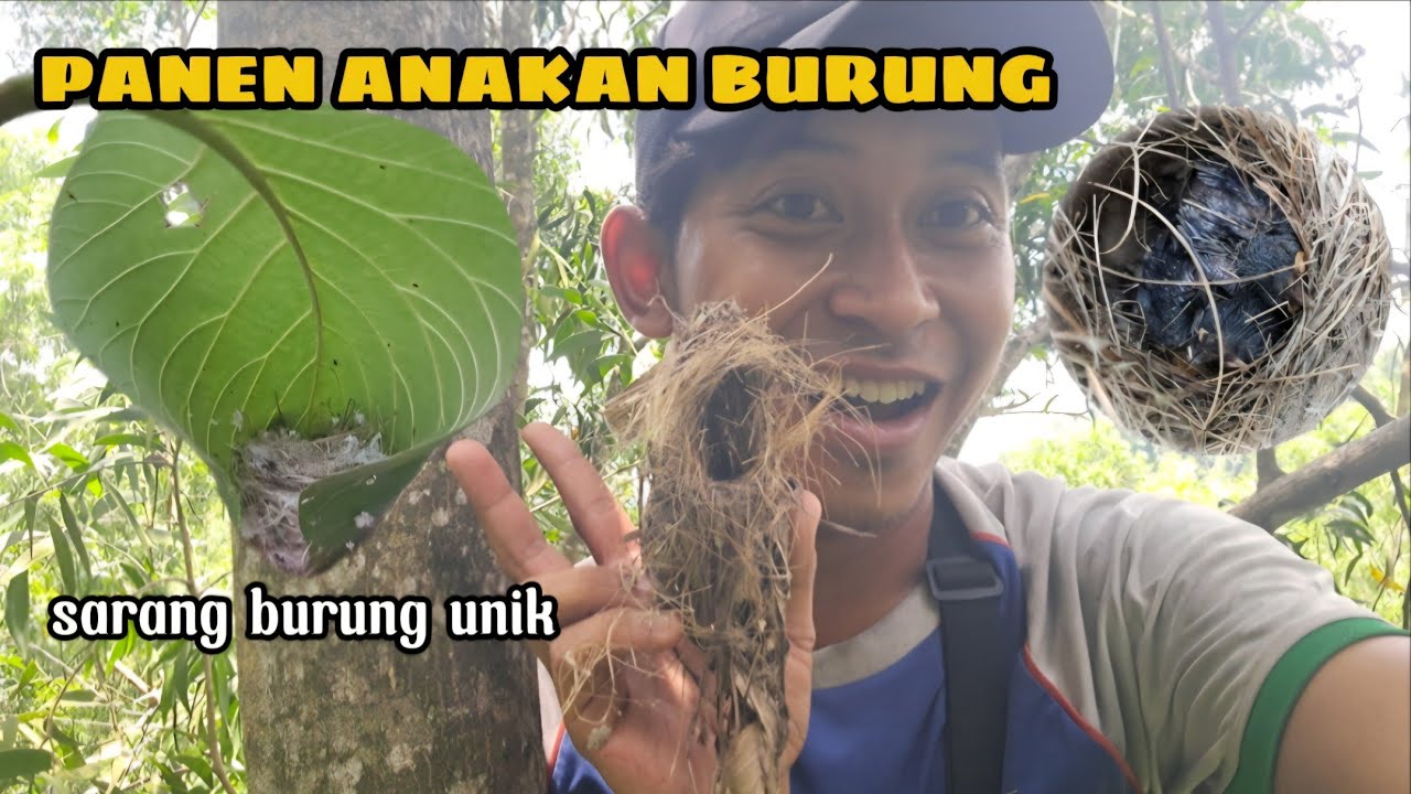 MUSIM PENGHUJAN BURUNG MULAI BIKIN SARANG