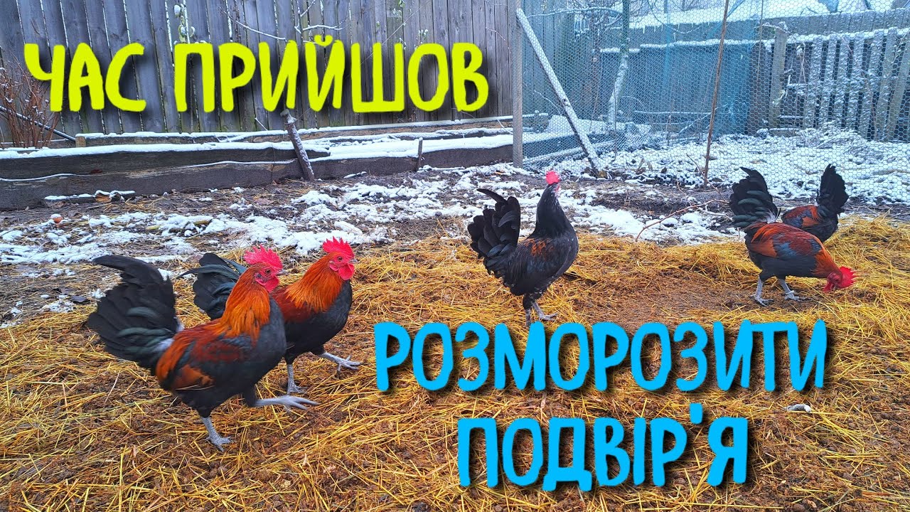 ЩО ТАМ НА ПОДВІР'Ї У ПТИЦІ ВЗИМКУ? ЗАМЕРЗЛА ВОДА,ТЕПЛИЦЯ ДЛЯ КУРЕЙ І ЦЕСАРОК. АРХІВ ДО ВІЙНИ