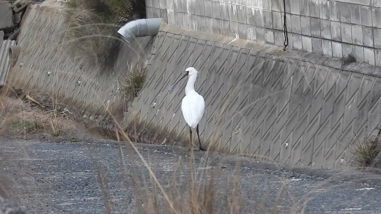 クロツラヘラサギ用水路に佇み探餌す