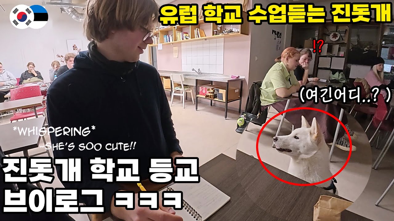 진돗개, 유럽 학교 등교?! 영리한 진돗개의 웃픈 반전ㅠㅠㅋㅋ