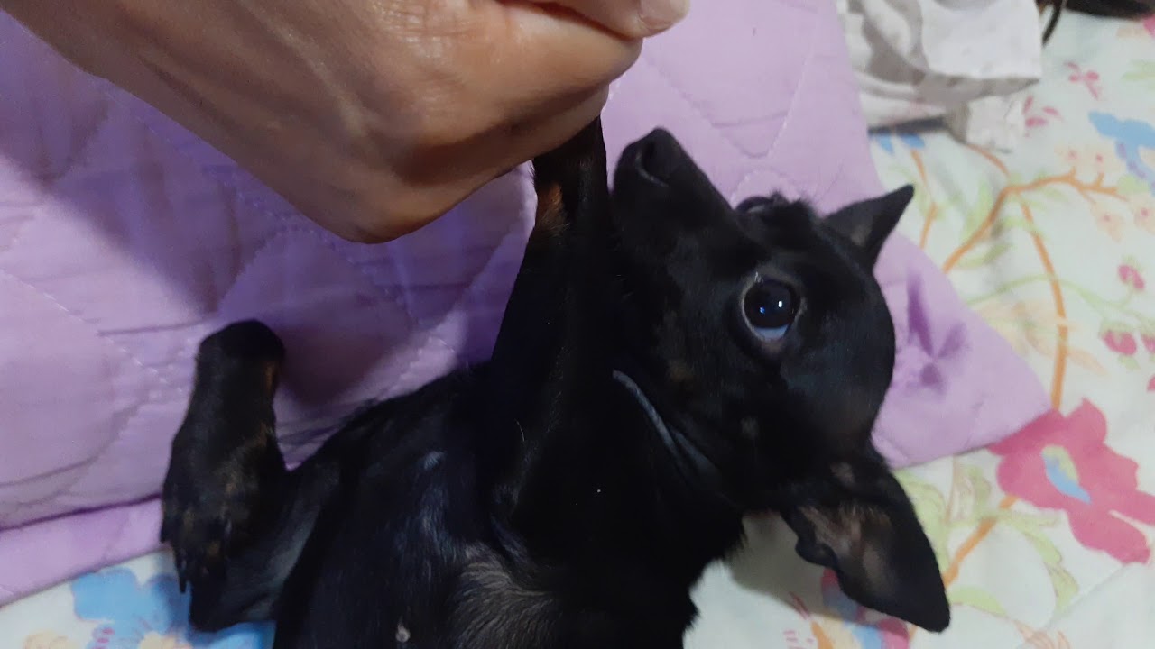 Eu sou a Pinscher Cirilla
