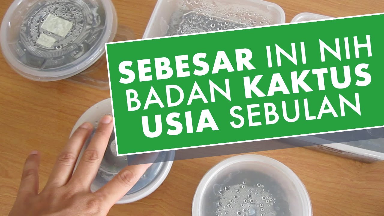 #36 | UPDATE PERKEMBANGAN SEMAIAN BIJI KAKTUS USIA SEBULAN | 31082020