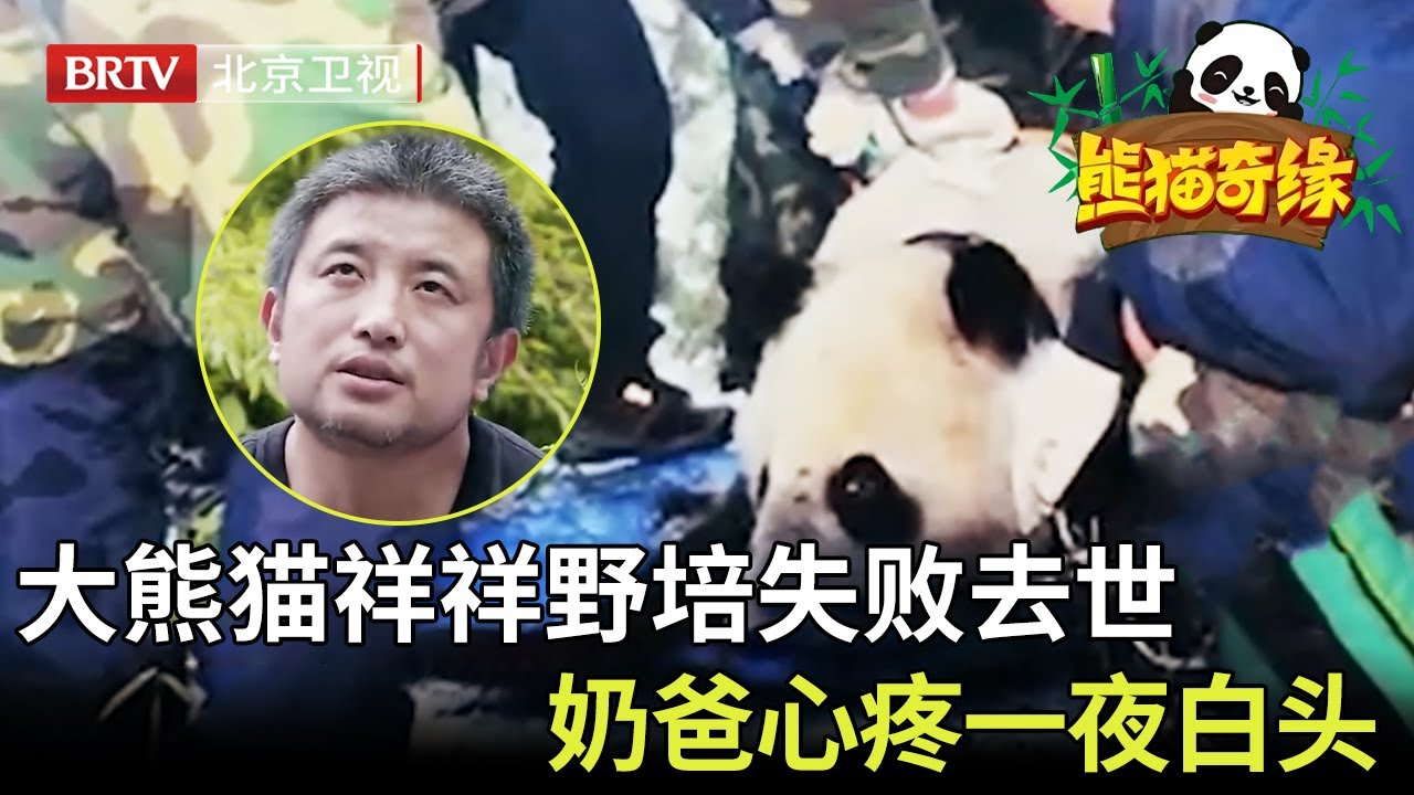 熊猫祥祥野培不幸失败，奶爸刘斌一夜白头难以释怀，心酸落泪 #大熊猫#cute 【熊猫奇缘】