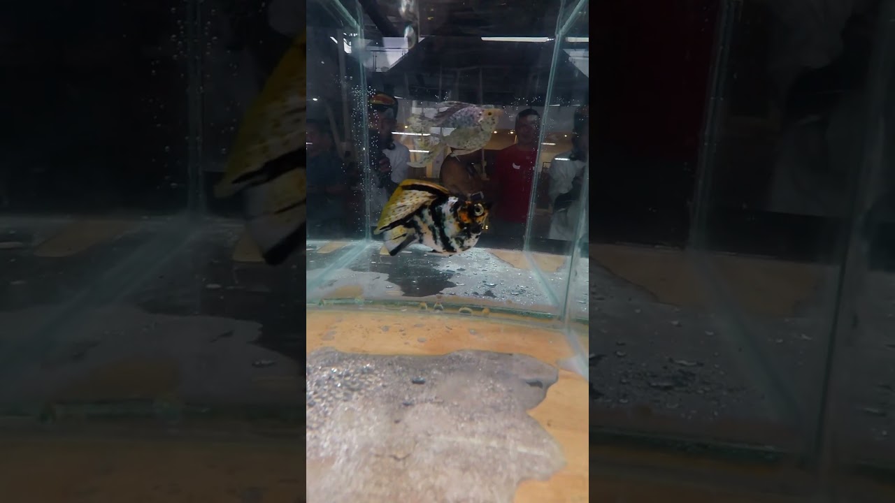 Molly Show Davao #mollyfish #mollyfishbreeding #mollyshow #davaocity