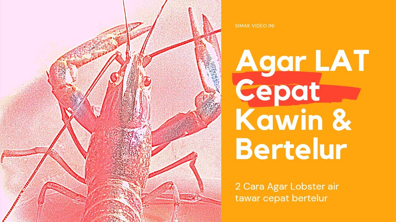 2 Cara Agar Indukan Lobster Air Tawar Cepat Kawin Cepat Bertelur
