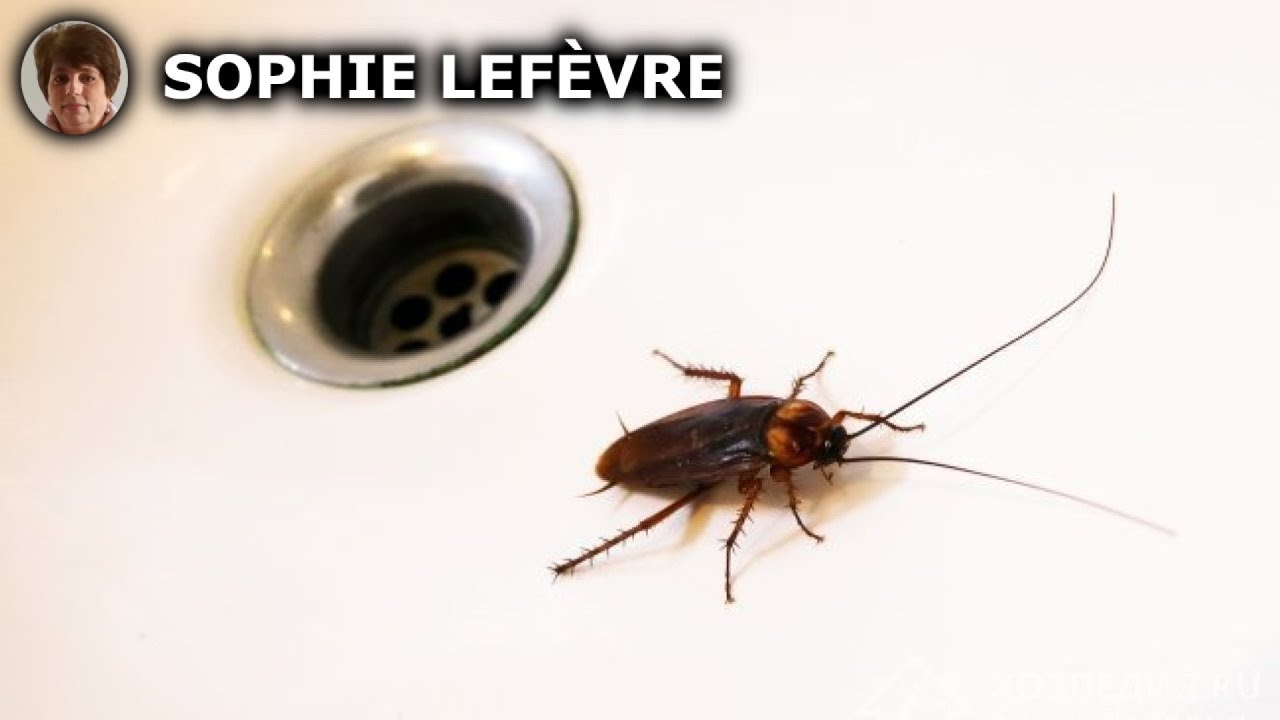 10 Astuces Efficaces pour Éliminer les Cafards de Votre Appartement Rapidement