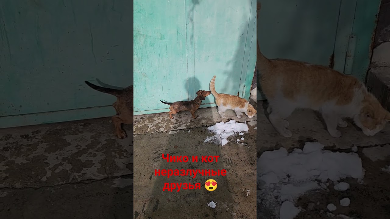 Di.Gaz Rabbit dachshund Chico and Cat 🐈 Чико 5 месяцев кроличья такса и кот 😸 