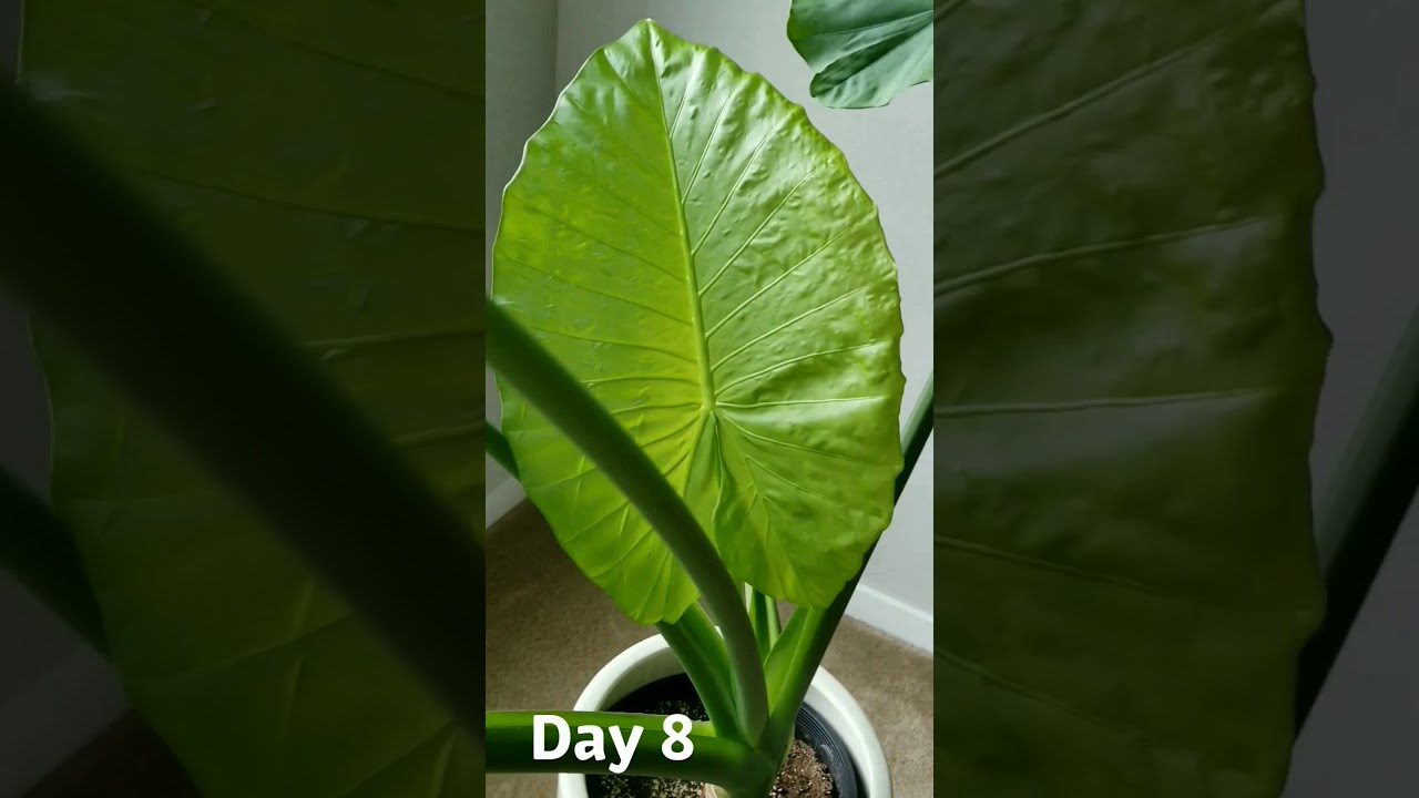 Life cycle of an Elephant Ear plant