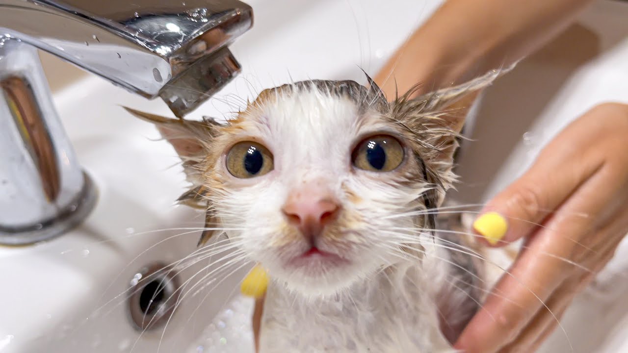 Baby Kitten Bathing for the First Time!
