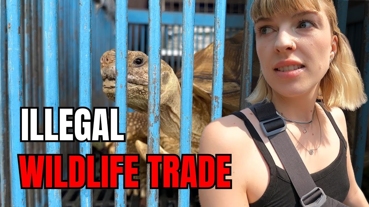 Inside Thailand’s Largest EXOTIC ANIMAL MARKET