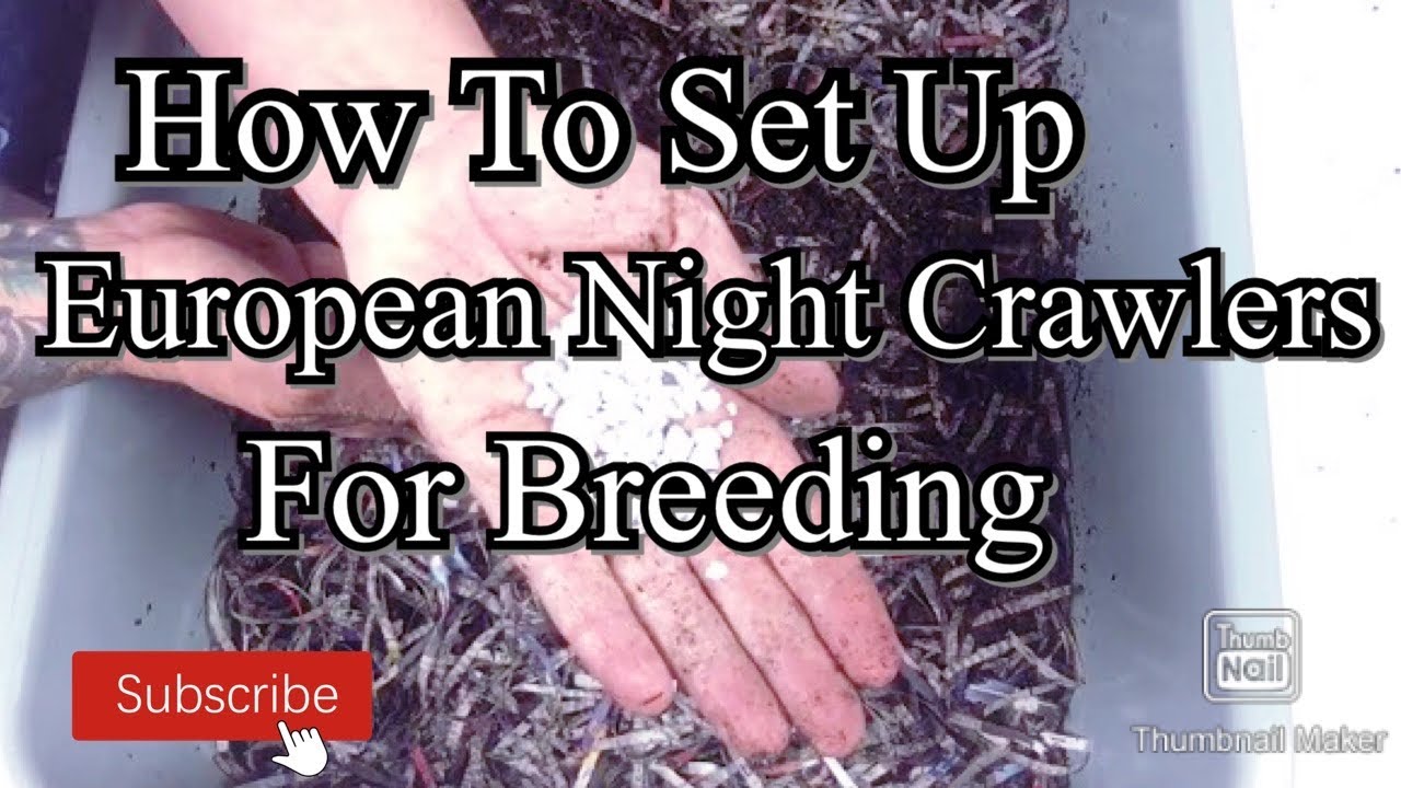 Setting European Night-crawlers 