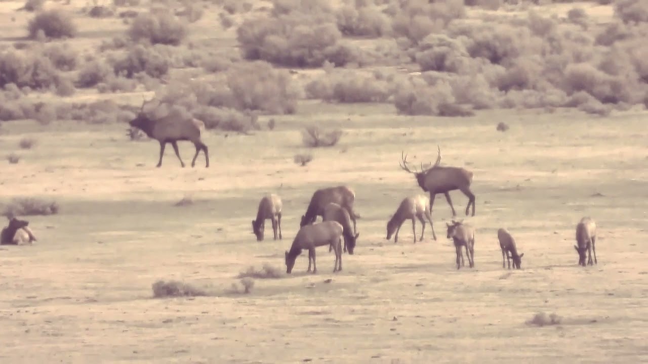 New Mexico GMU Unit 51 Hunting Information