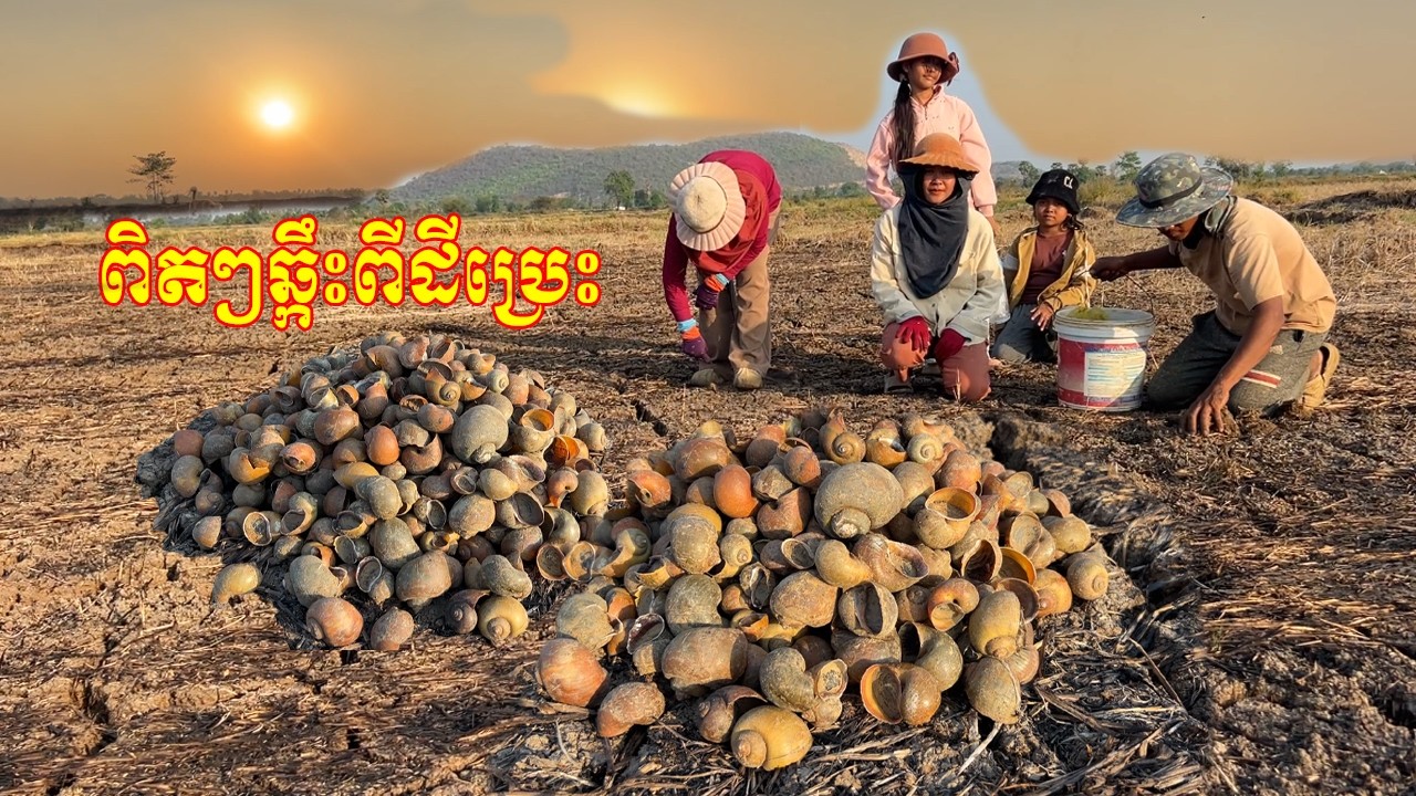 ពិតៗដើរឆ្កឹះខ្យងក្រាំង ពីដីក្រហែង នារដូវប្រាំង បានច្រើនណាស់ ថ្ងៃនេះ