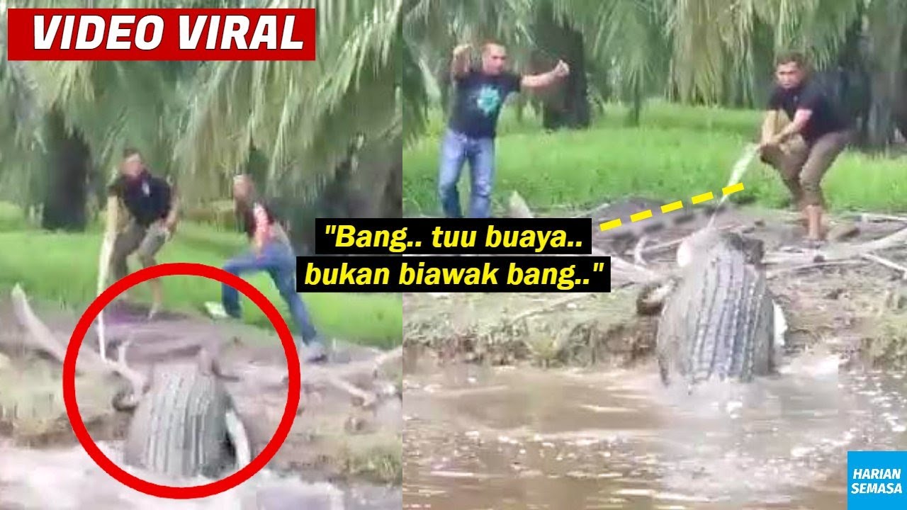 VIRAL Penemuan Buaya 'Gergasi' Dalam Parit Di Kuala Kurau Perak.