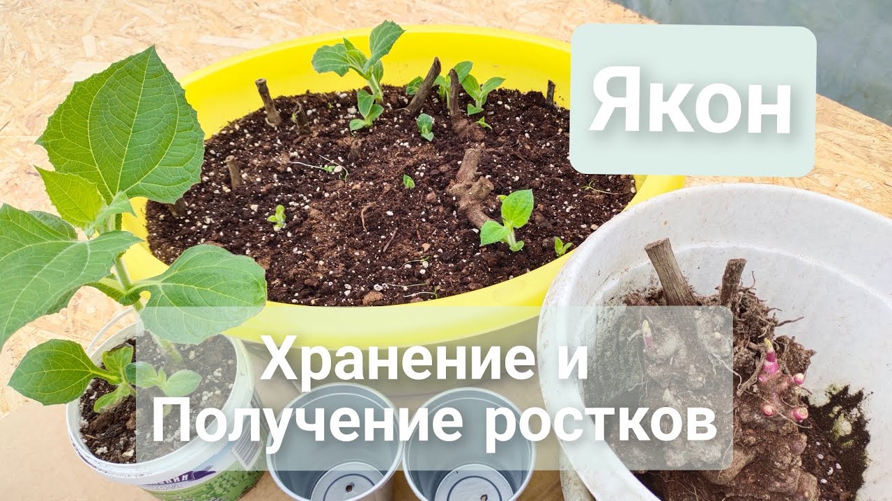 Якон. Хранение и Получение ростков.