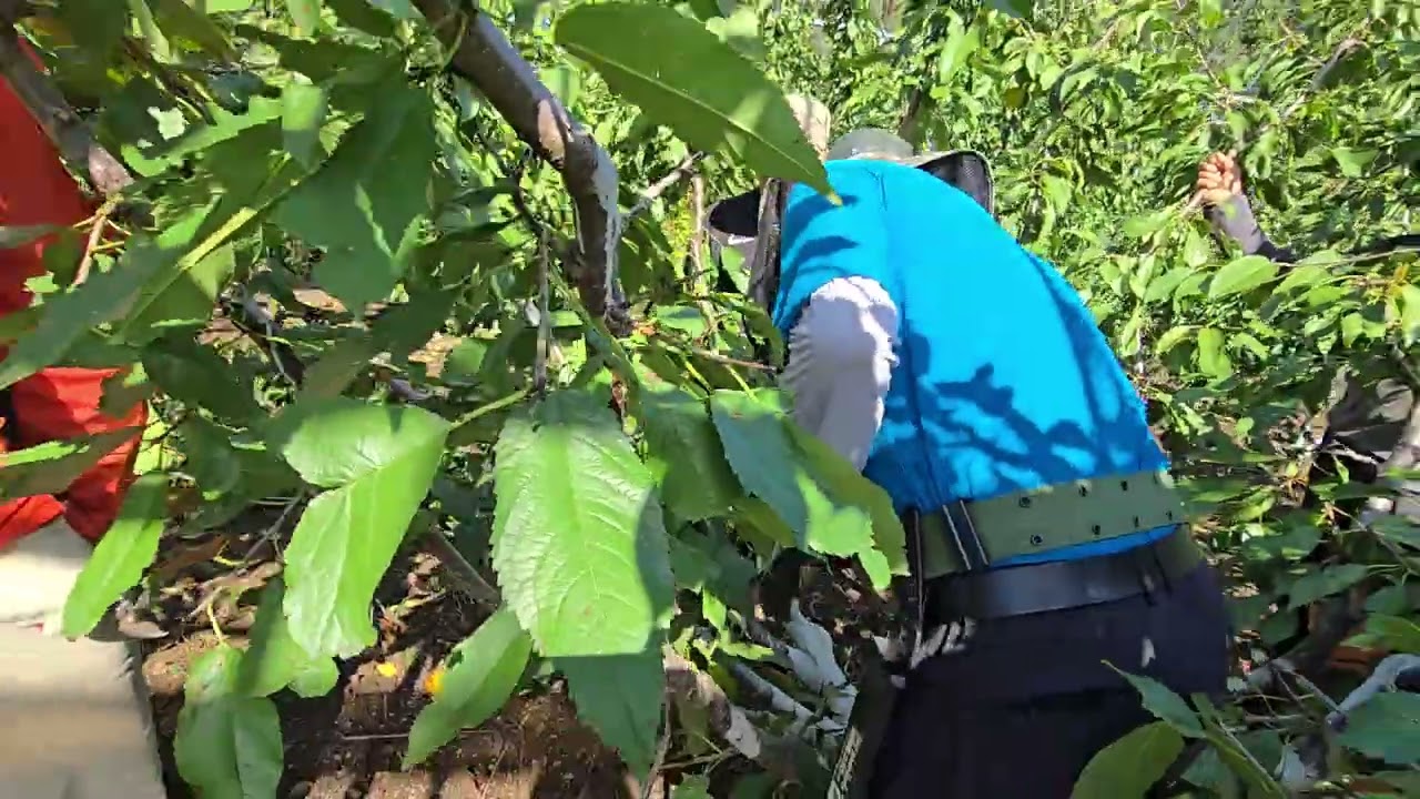 6년차 버건디펄 수형갱신과 결과지 얻는 방법 등등. 영덕군체리연구회