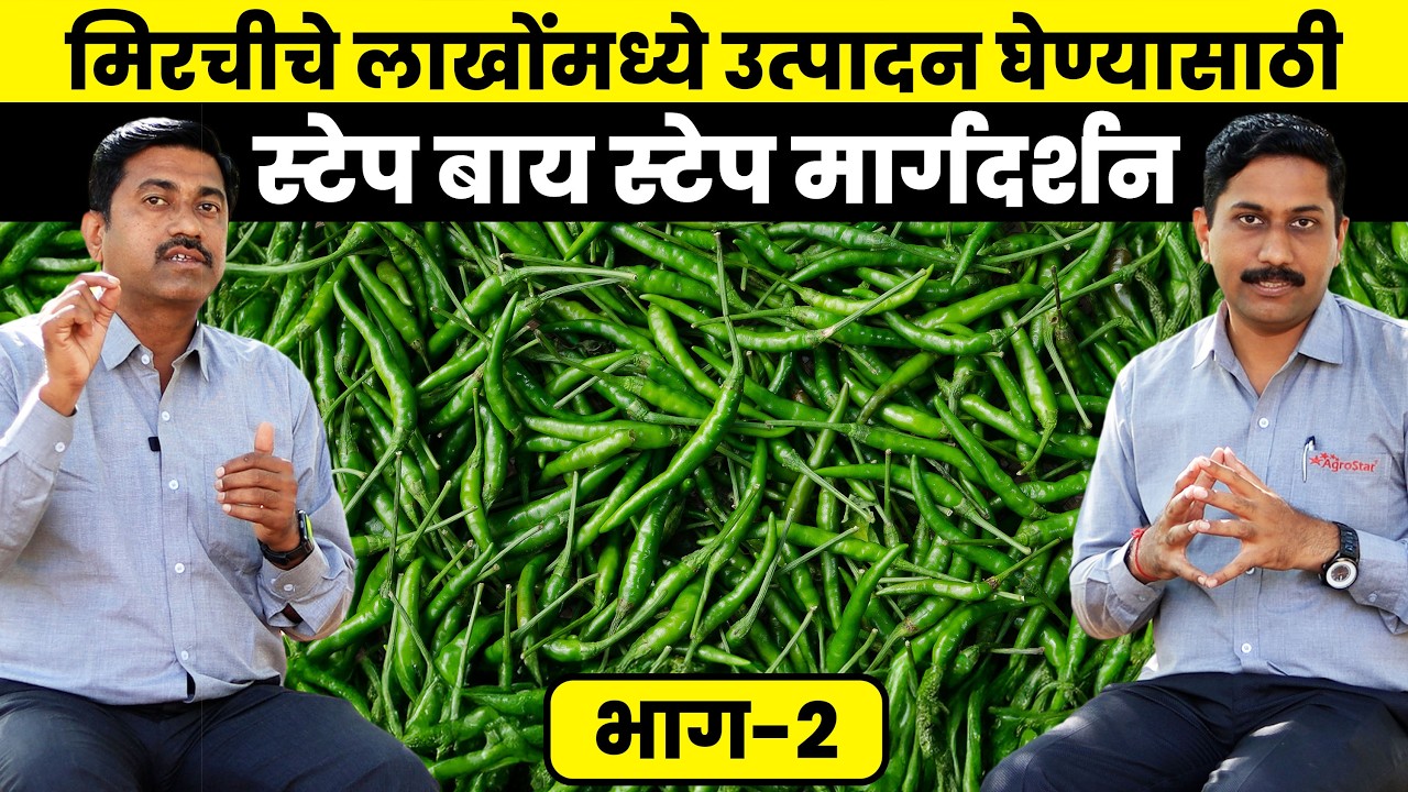 🌶️ Chilli Farming | Mirchi lagwad | अन्नद्रव्य व्यवस्थापन आणि कीडरोग नियंत्रण | Mirchi chi sheti