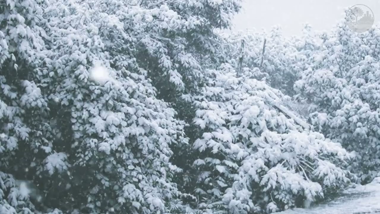 Winter Scenery: Enchanting Snow (Cenário de Inverno: Neve que Encanta)