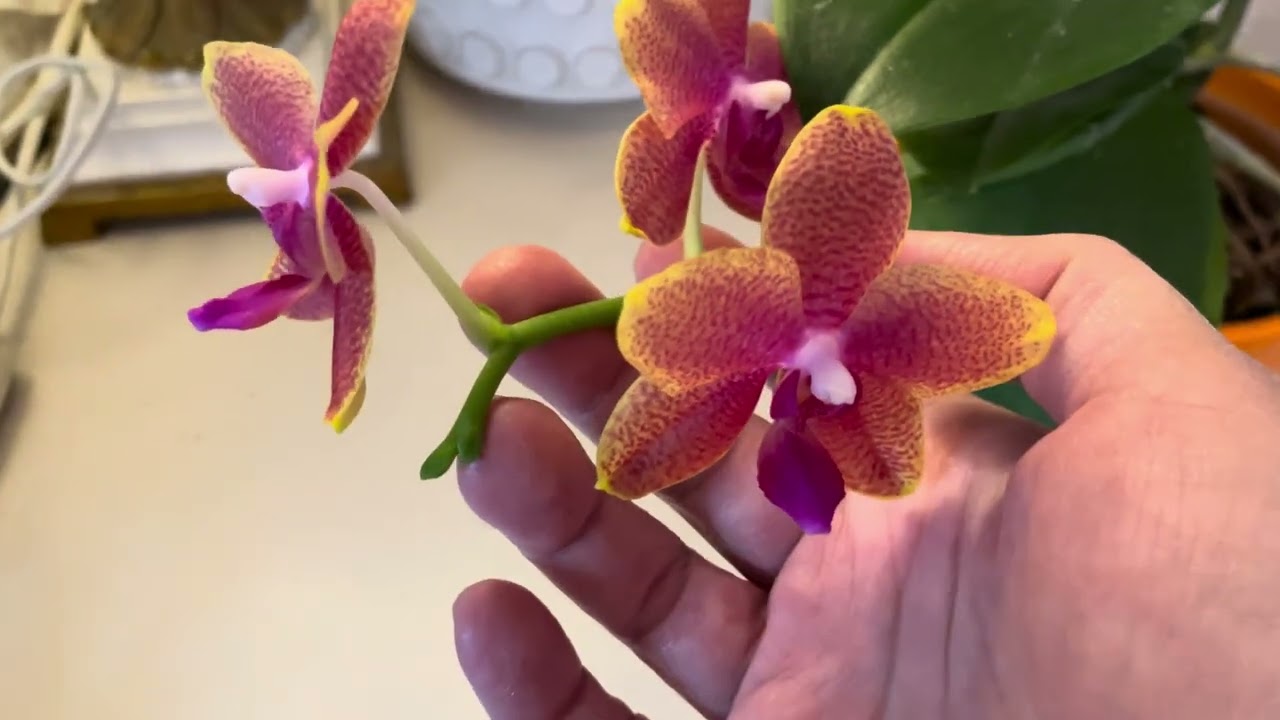What #Orchids are in #Bloom_ #February 2026
