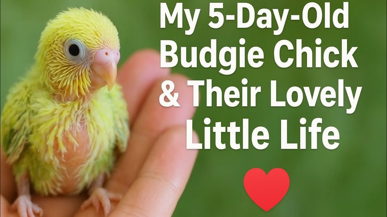 جوجه۵ روزه مرغ عشق‌هام و شروع یک زندگی پر از عشقMy 5-Day-Old Budgie Chick & Their Lovely Little Life
