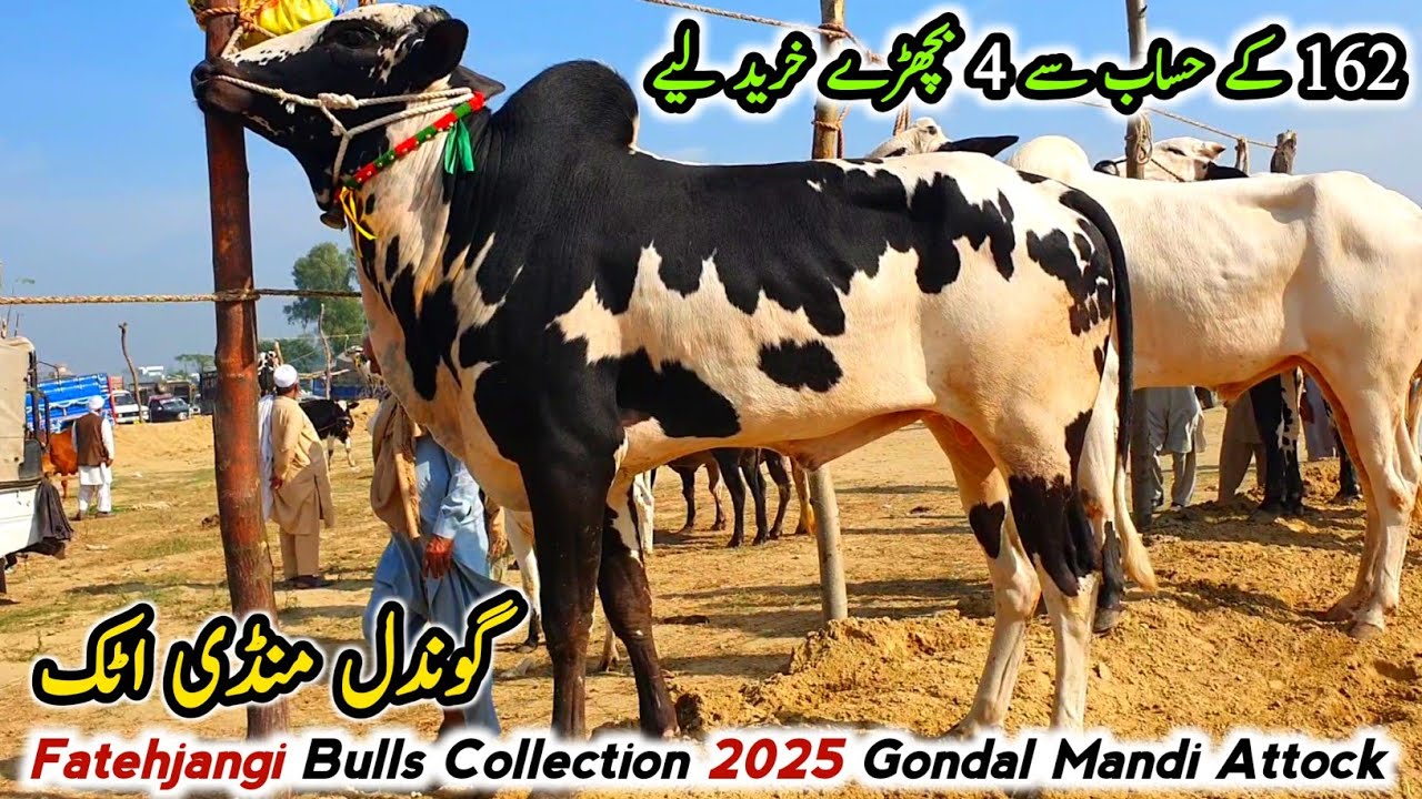 Gondal Mandi Attock Latest Update 18 November 2024 | Fatehjangi Bulls Collection Qurbani Eid 2025