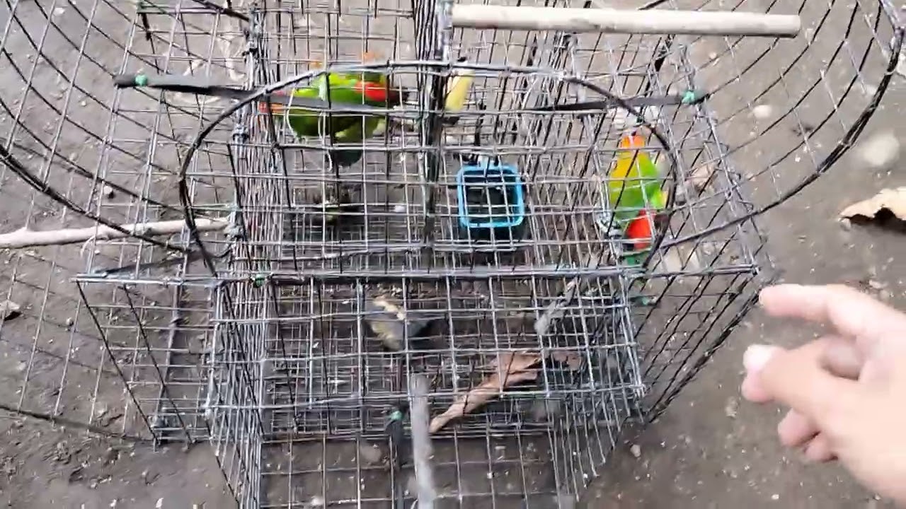 Kusi Bird sa City dumapo sa Cage Trap (Catch and Release) Safe Trap