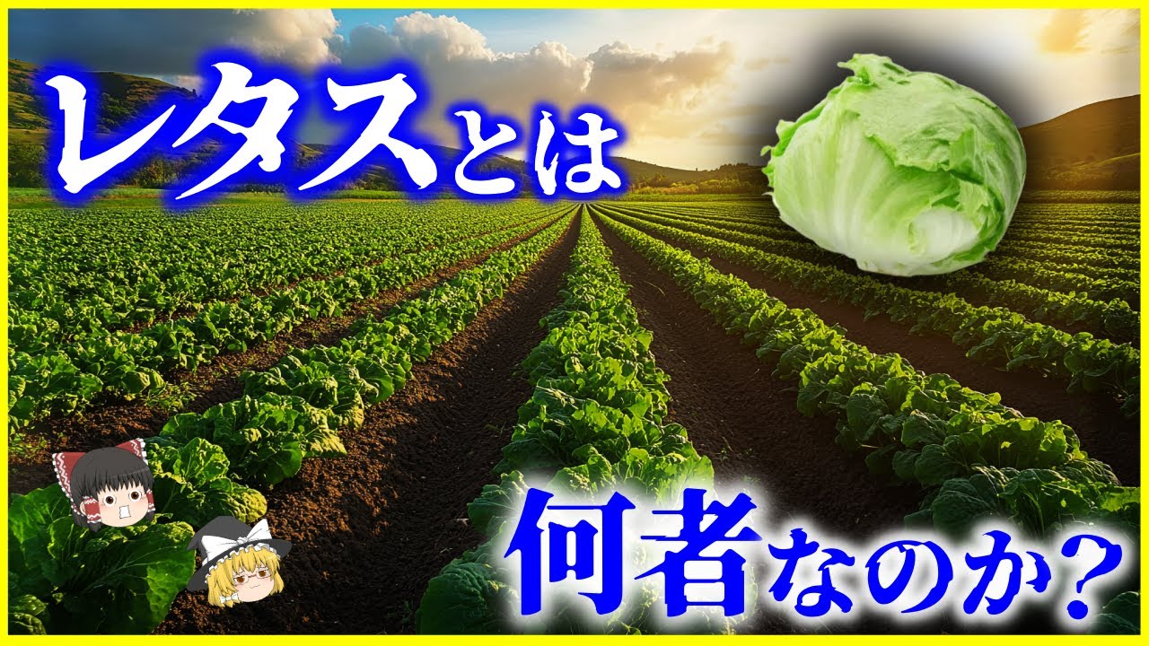 【ゆっくり解説】どれが本物か…「レタス」とは何者なのか？を解説/“低栄養”は誤解？レタスと人類の長い付き合い