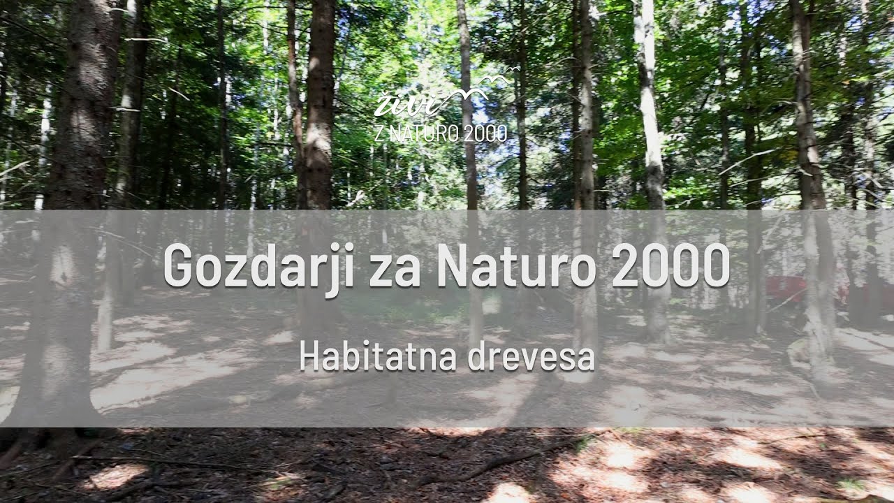 Gozdarji za Naturo 2000: Habitatna drevesa