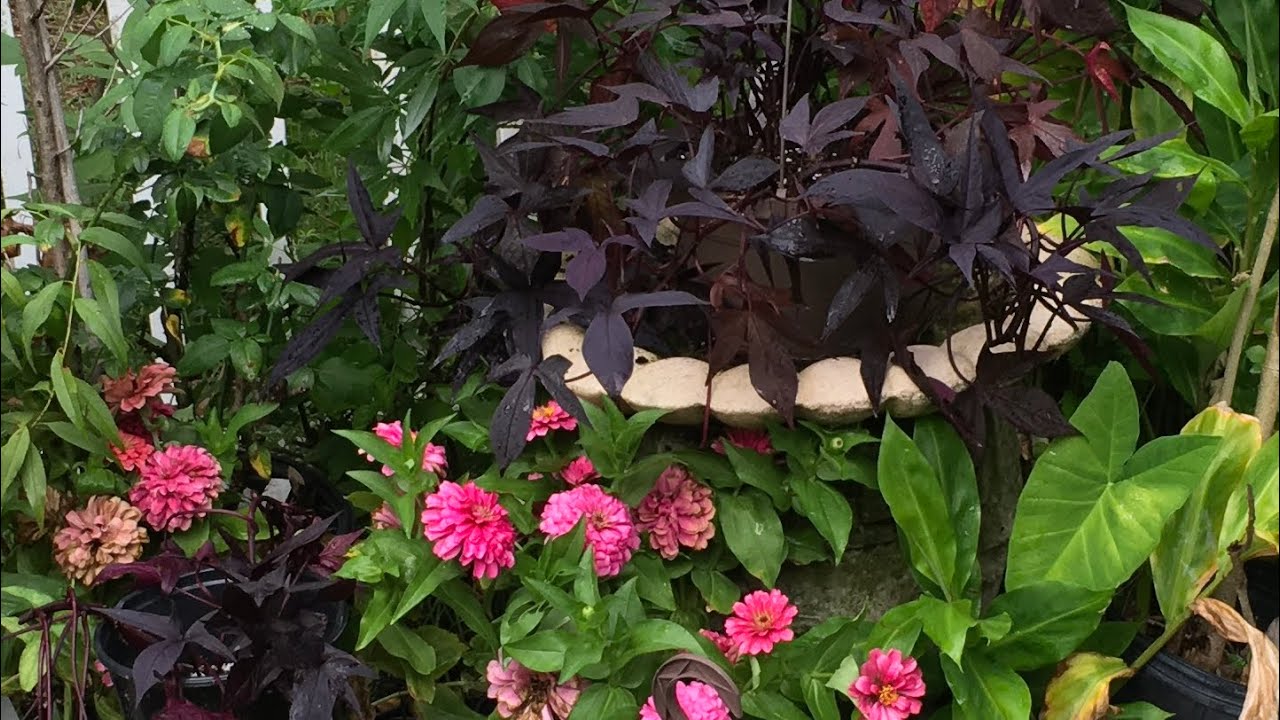 How to Take Cuttings and Root the Purple Sweet Potato Vine