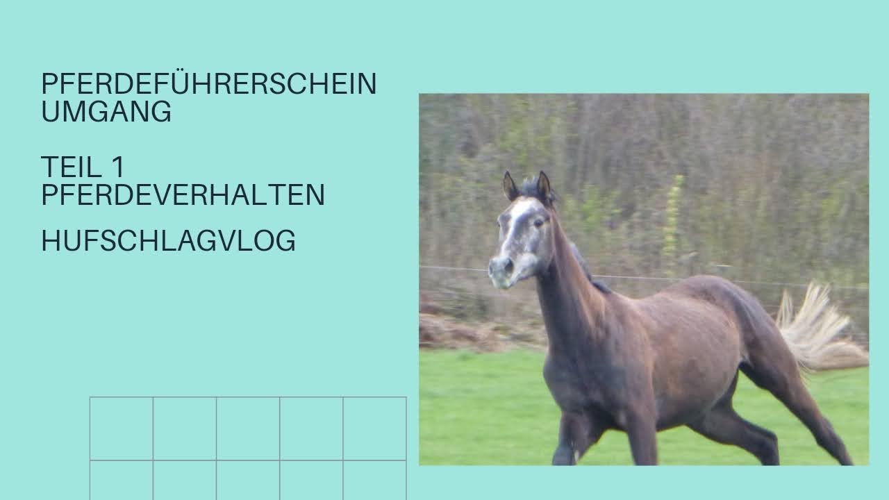 Pferdeführerschein Umgang Teil 1 Pferdeverhalten