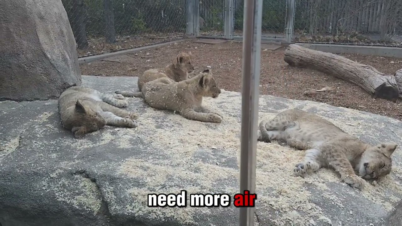 Обновление о львятах, более длинное видео! #длявас #львята #denverzooconservationalliance #babyan...