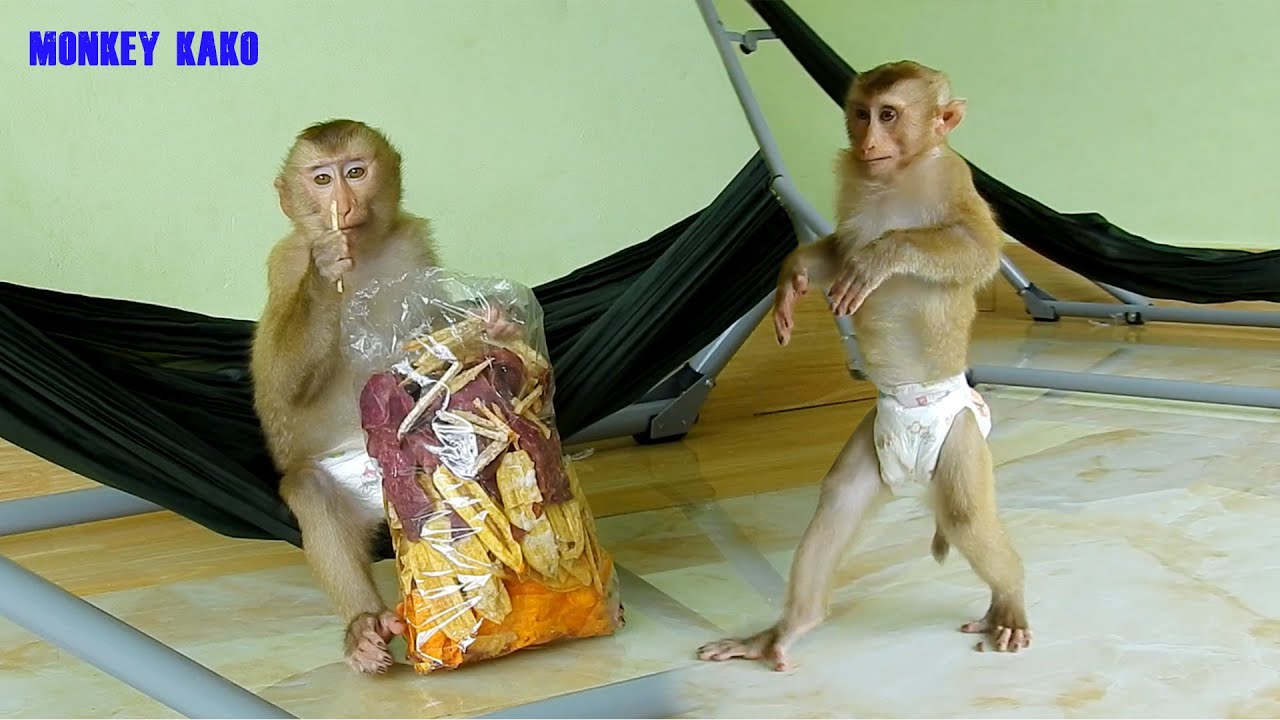 Adorable Monkey Kako Walking And Enjoy Taro Chips Banana Chips With Potatoes Chips