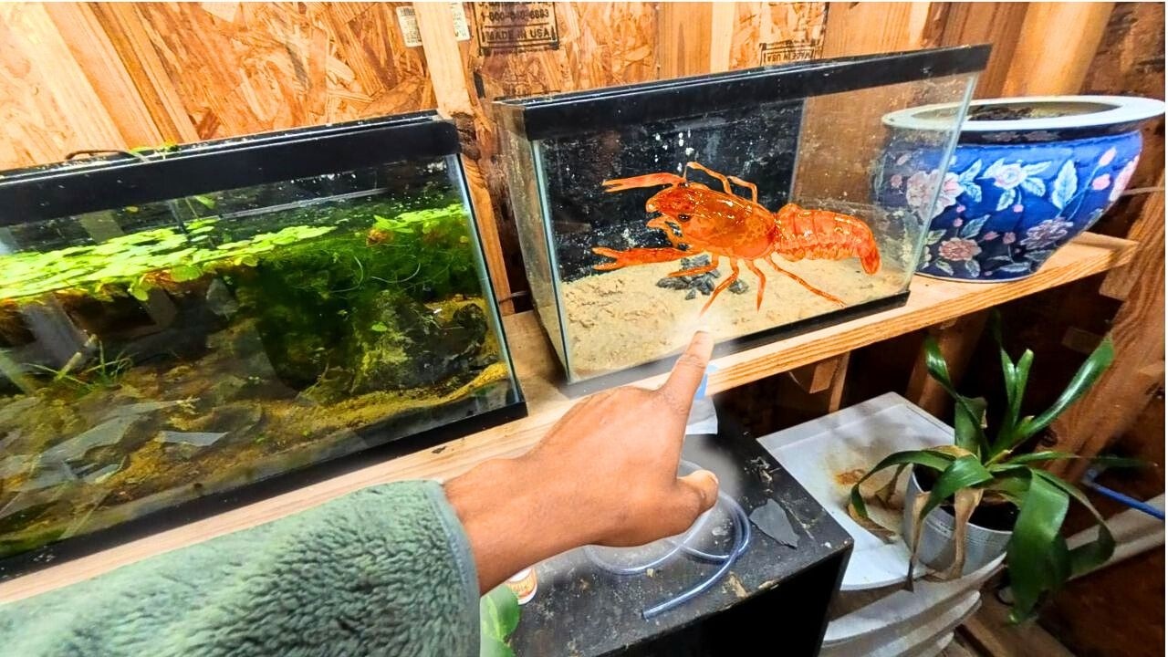 Мексиканские карликовые раки получат новый аквариум.