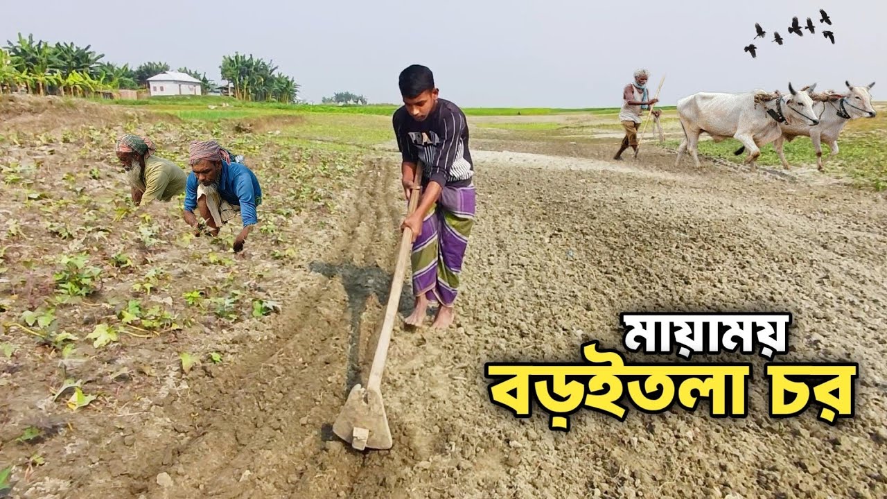 মায়াময় বড়ইতলা চরের দুঃখ সুখের জীবন | Boroitola Char Of Sirajganj 