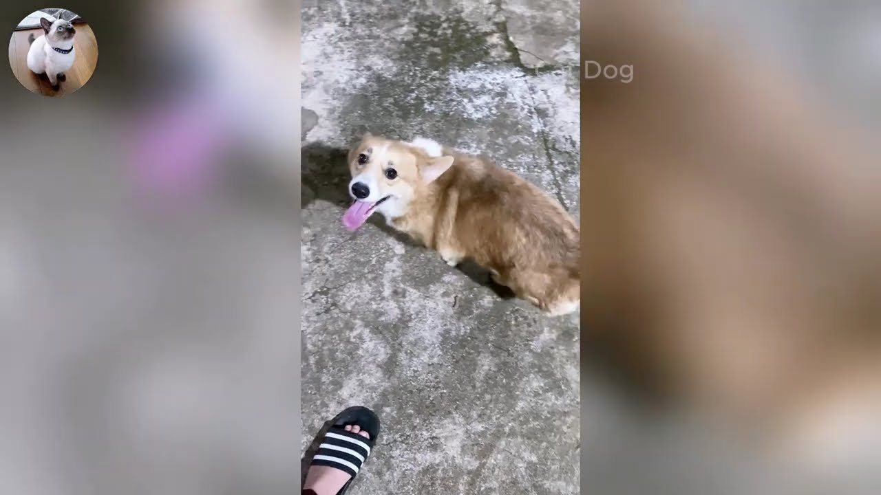 Funniest Cats and Dogs Videos 2026🐈🐕Try Not To Laugh😜 Part 33