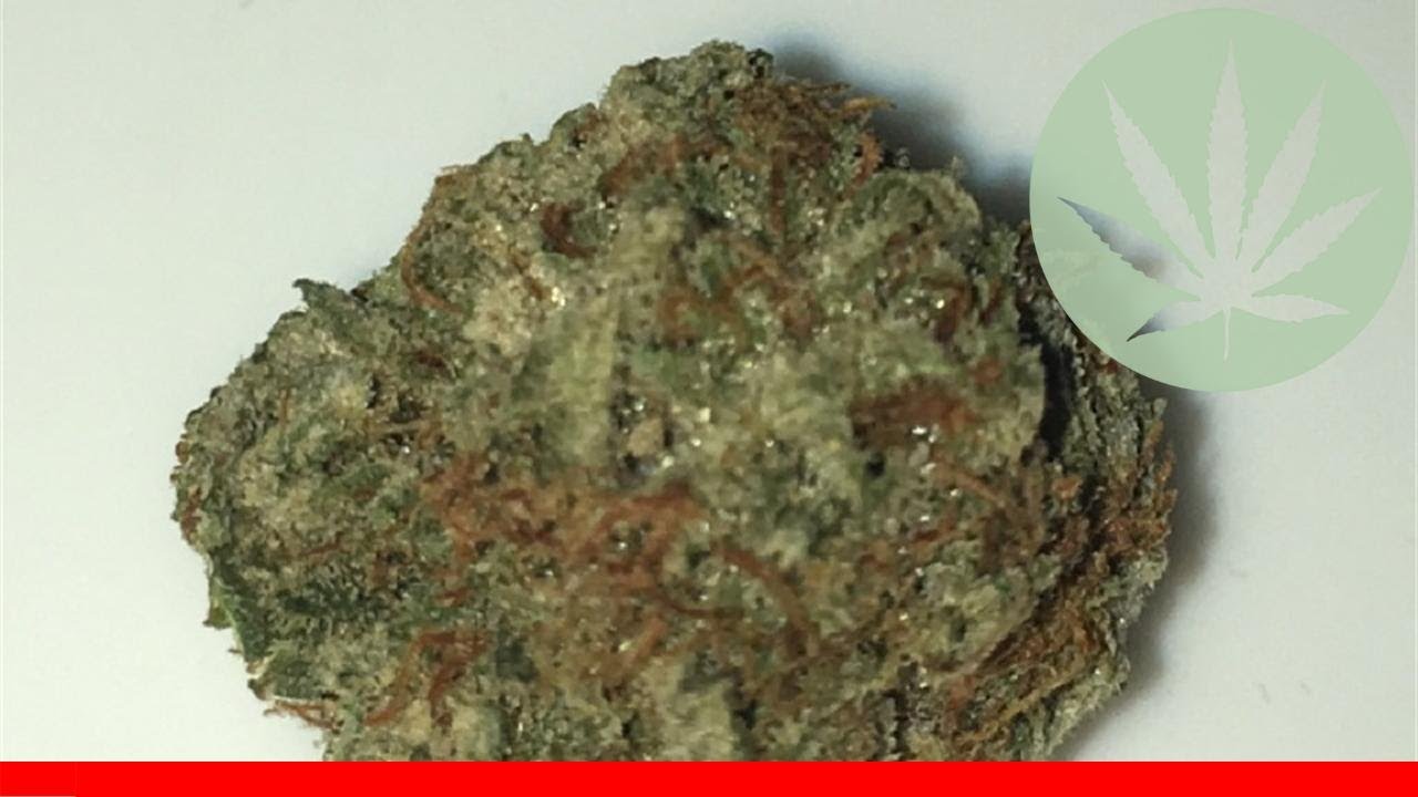 Power Plant - All About This Strain
