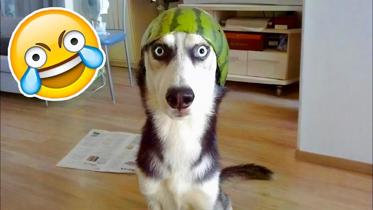 TENTE NÃO RIR Nível ANIMAIS ENGRAÇADOS🔥😹[999.99 IMPOSSÍVEL]🤯Melhores Vídeos Cachorros e Gatos 2026🫢